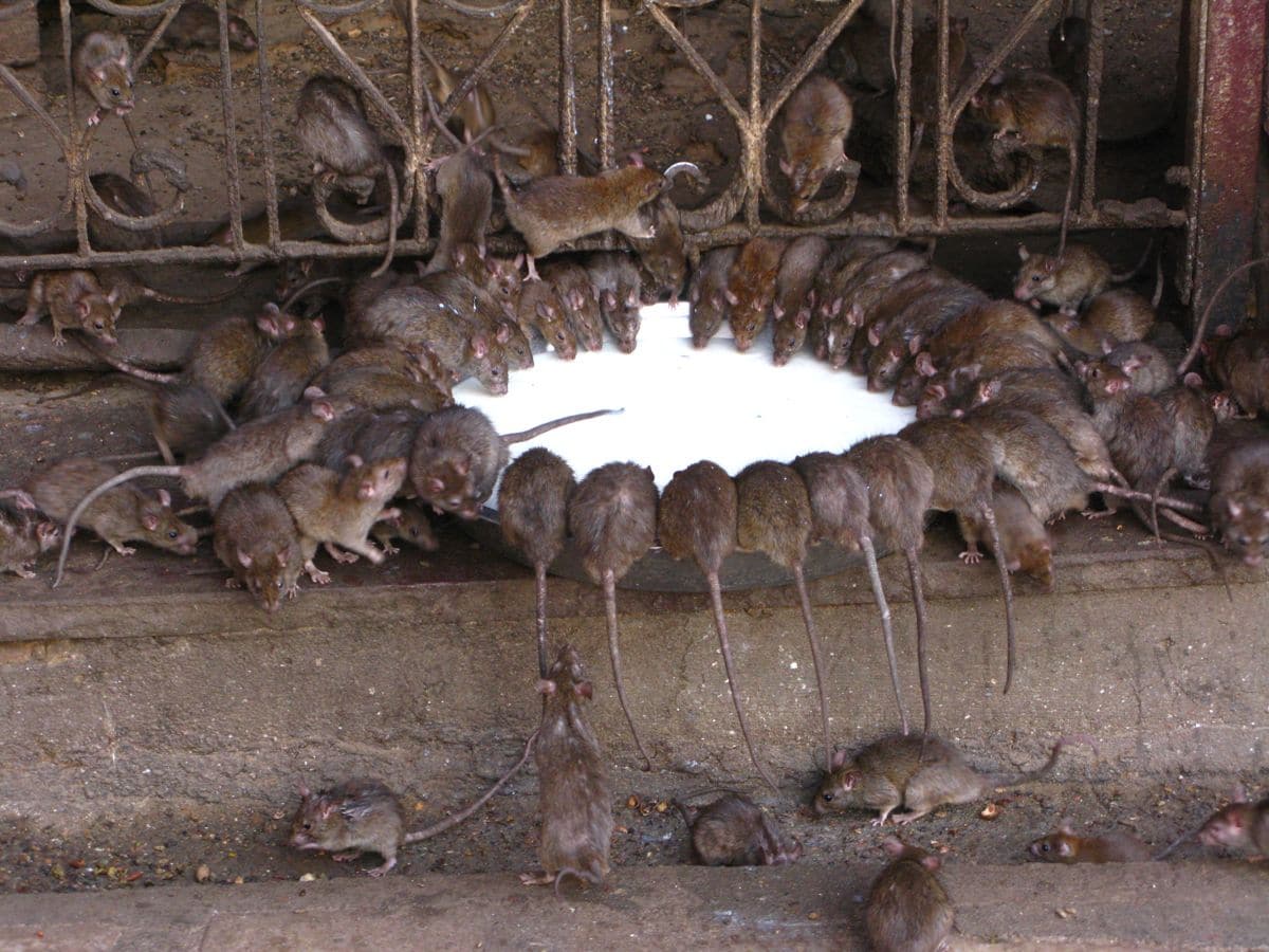 Tempio dei ratti a Bikaner, India del Nord