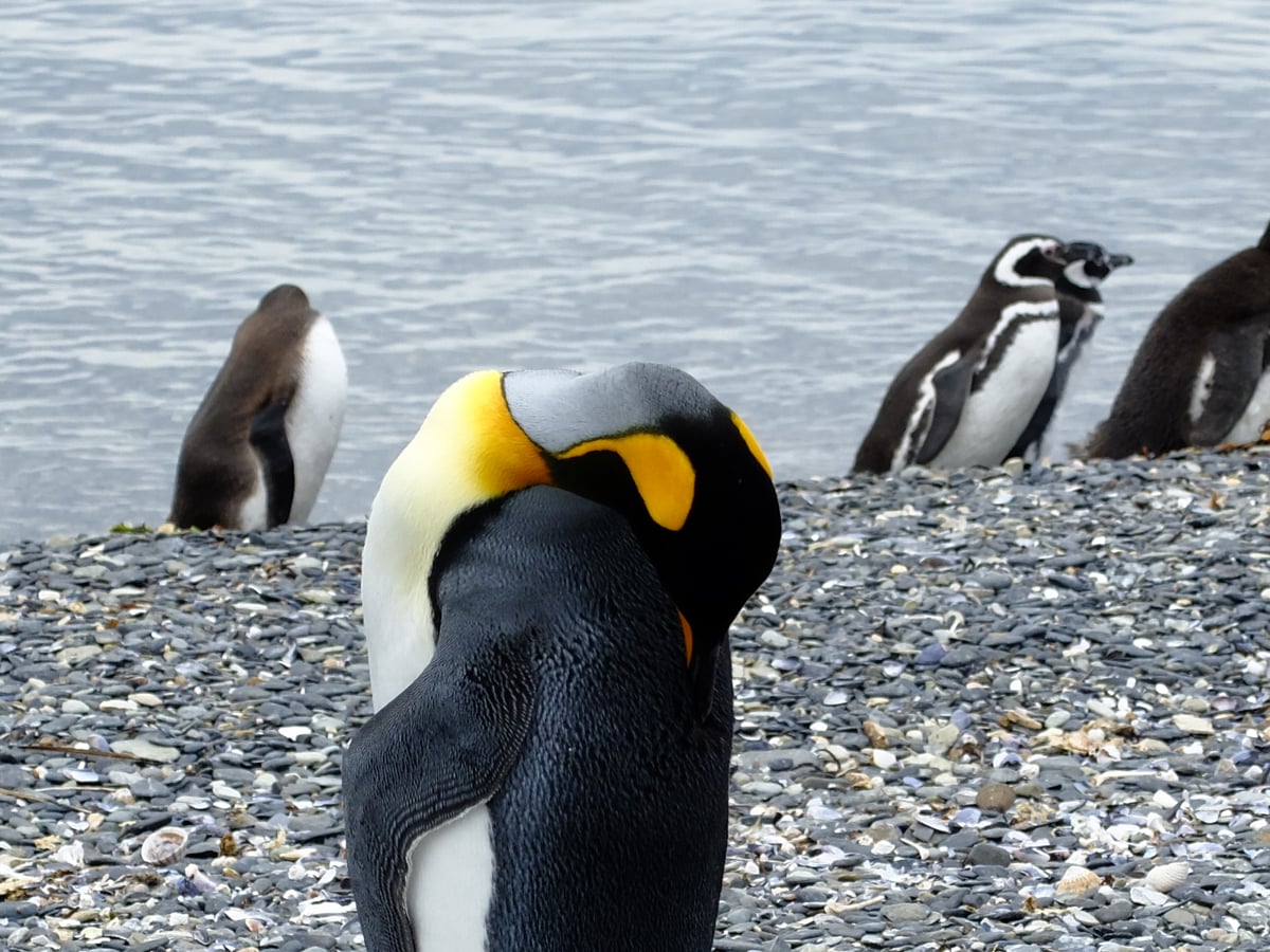 Pinguino imperatore a Isla Mirtillo, Terra del Fuoco