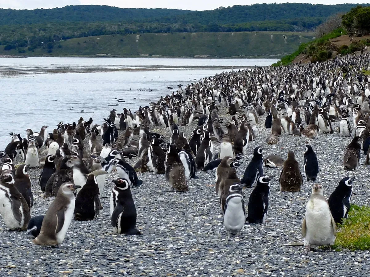 pinguini a Isla Mirtillo, Ushuaia, Terra del Fuoco