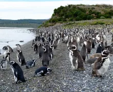 pinguini della terra del fuoco