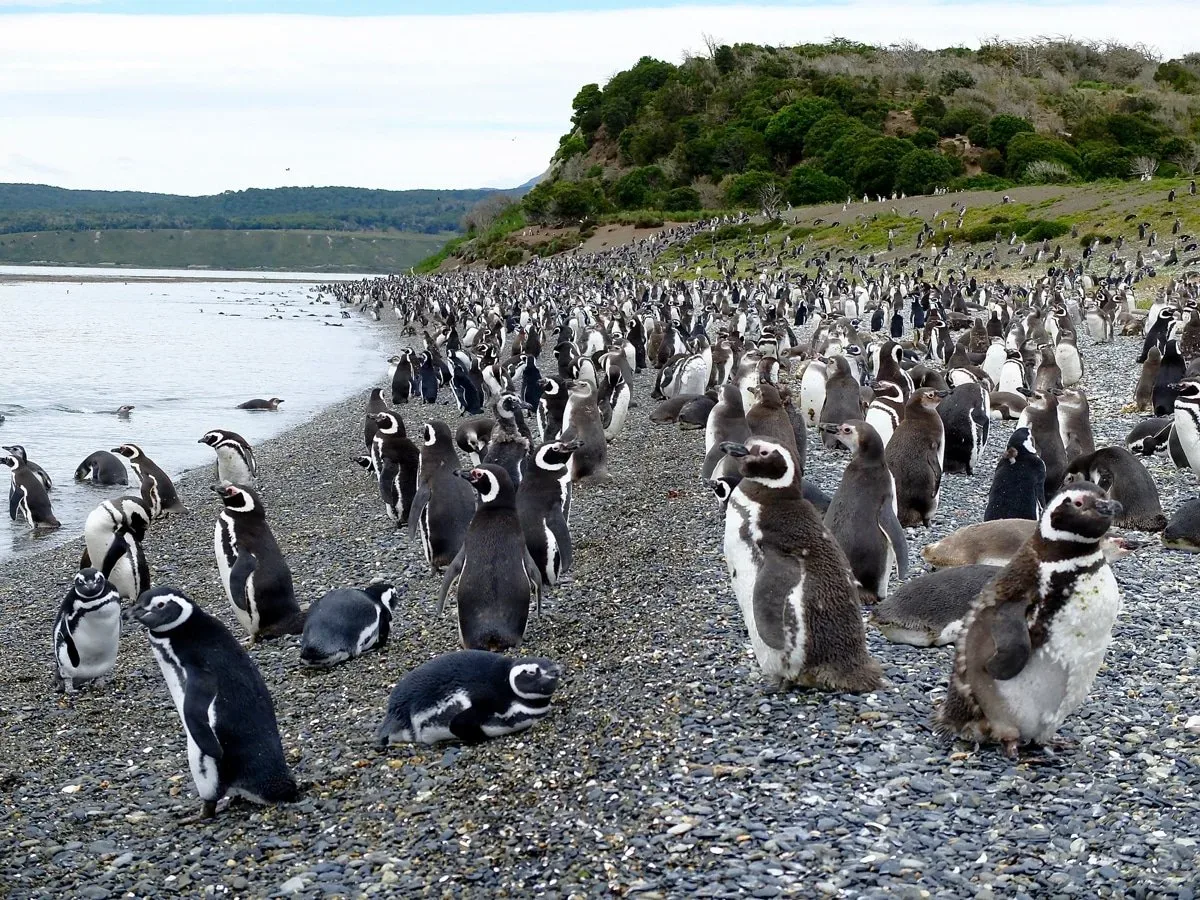 pinguini della terra del fuoco