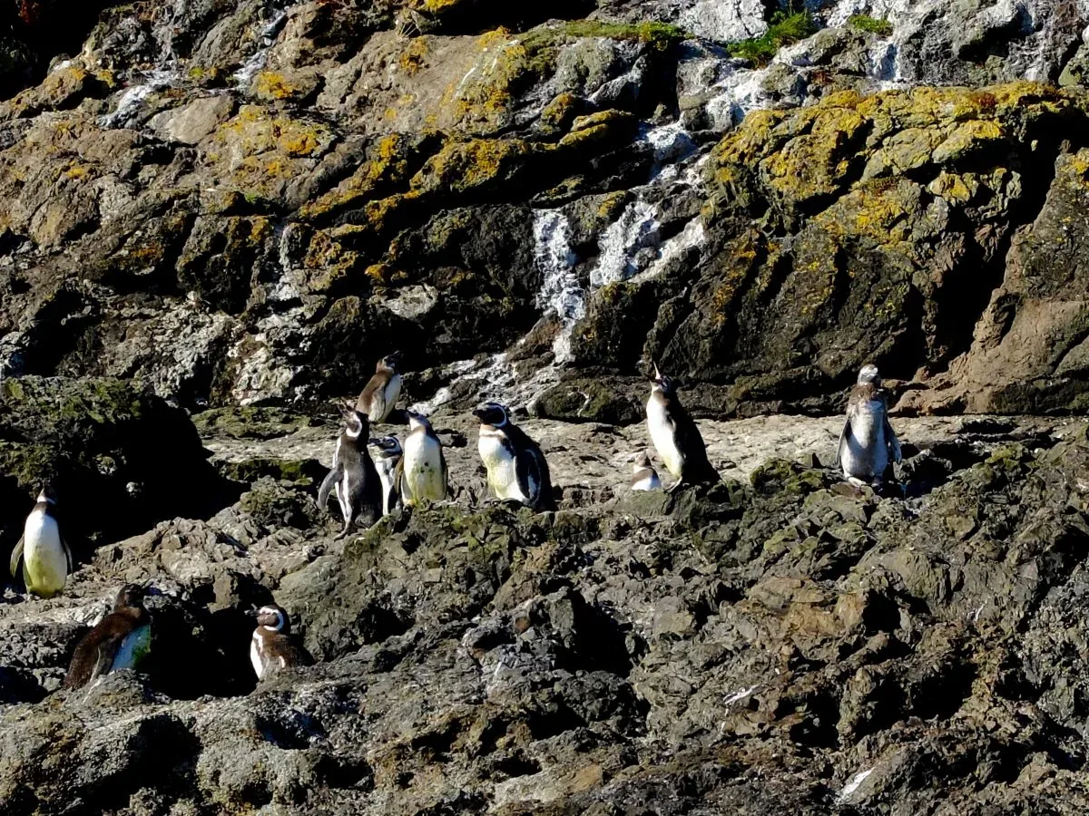cile del sud: la pinguinera