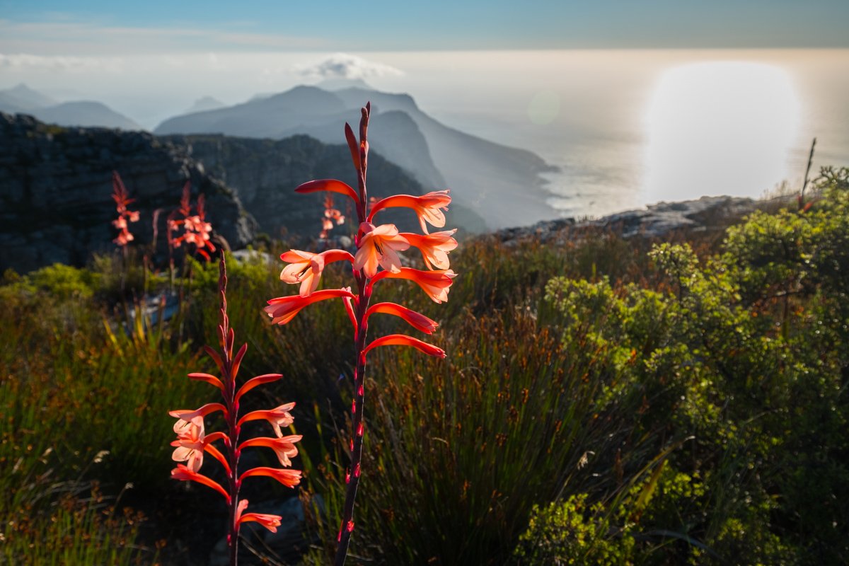 Cape Town - vista da Table Mountain