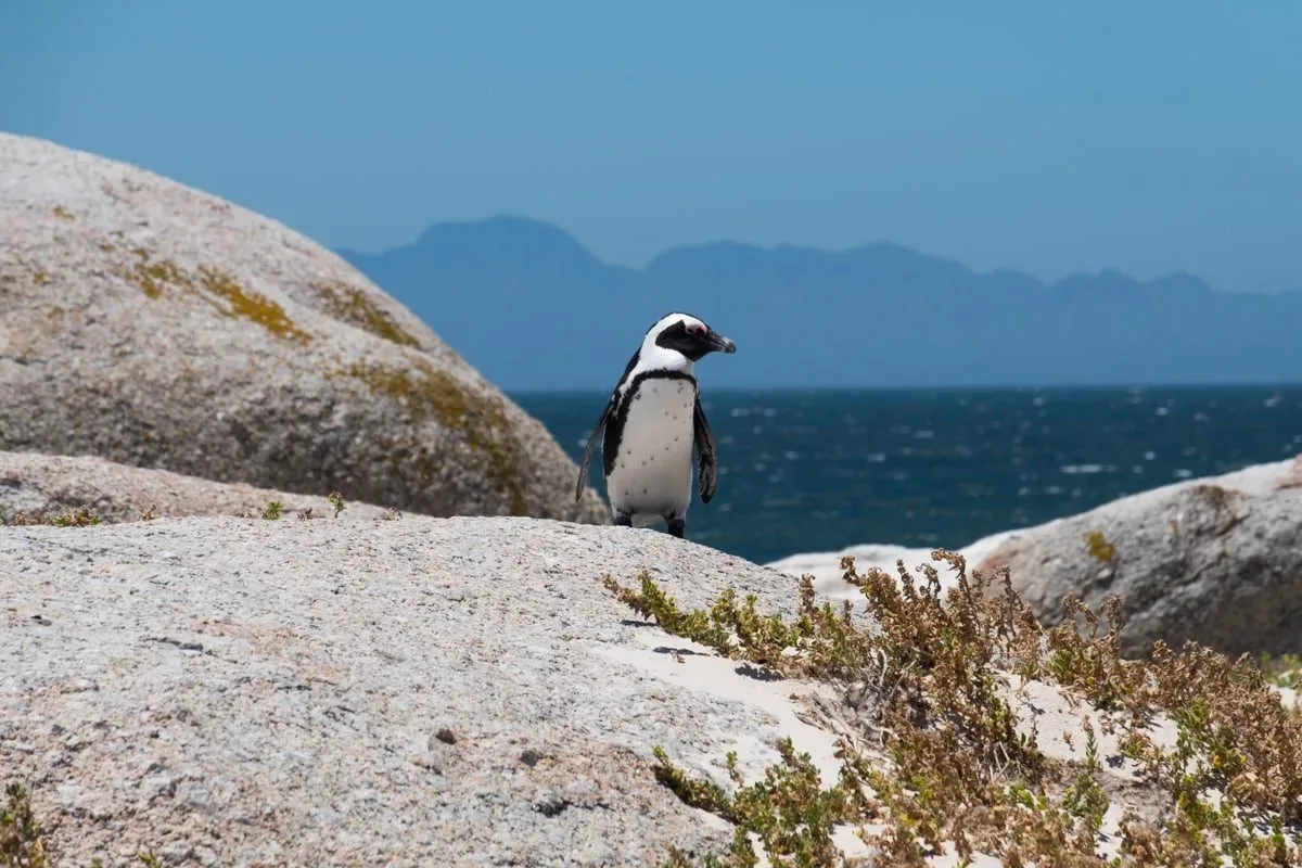 Cape Town - Boulders Penguin Colony Reserve