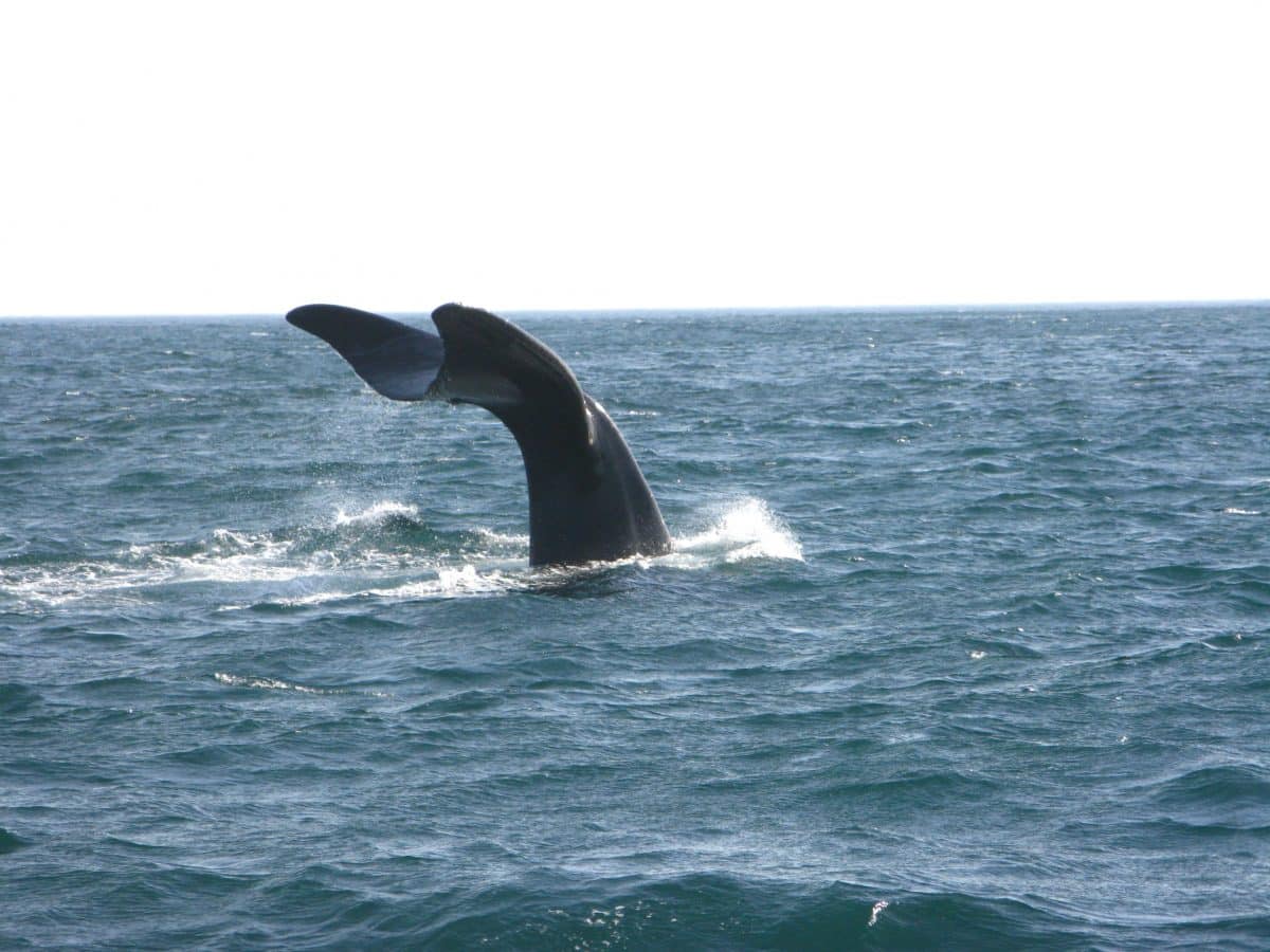 Cape Town - balene a Hermanus