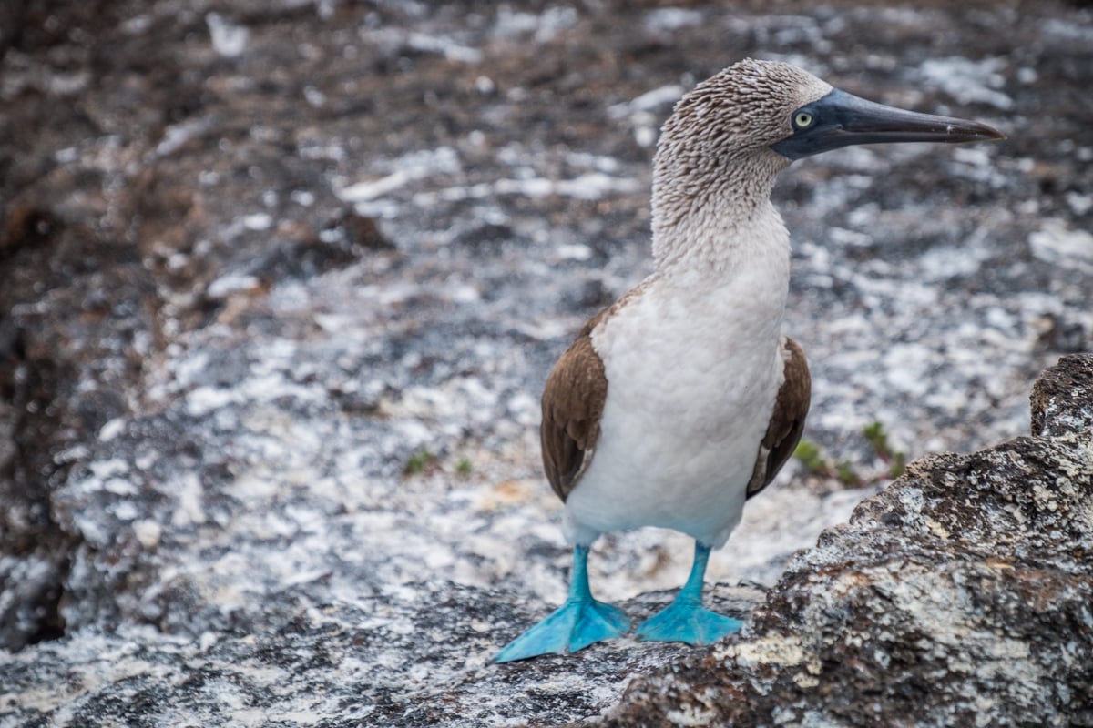 galapagos - blue-footed booby