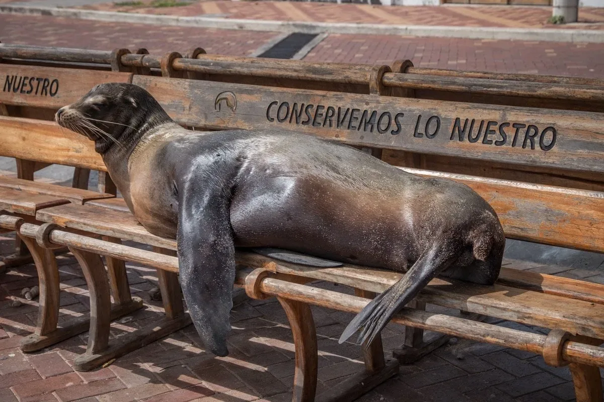 galapagos - leoni marini a san cristobal