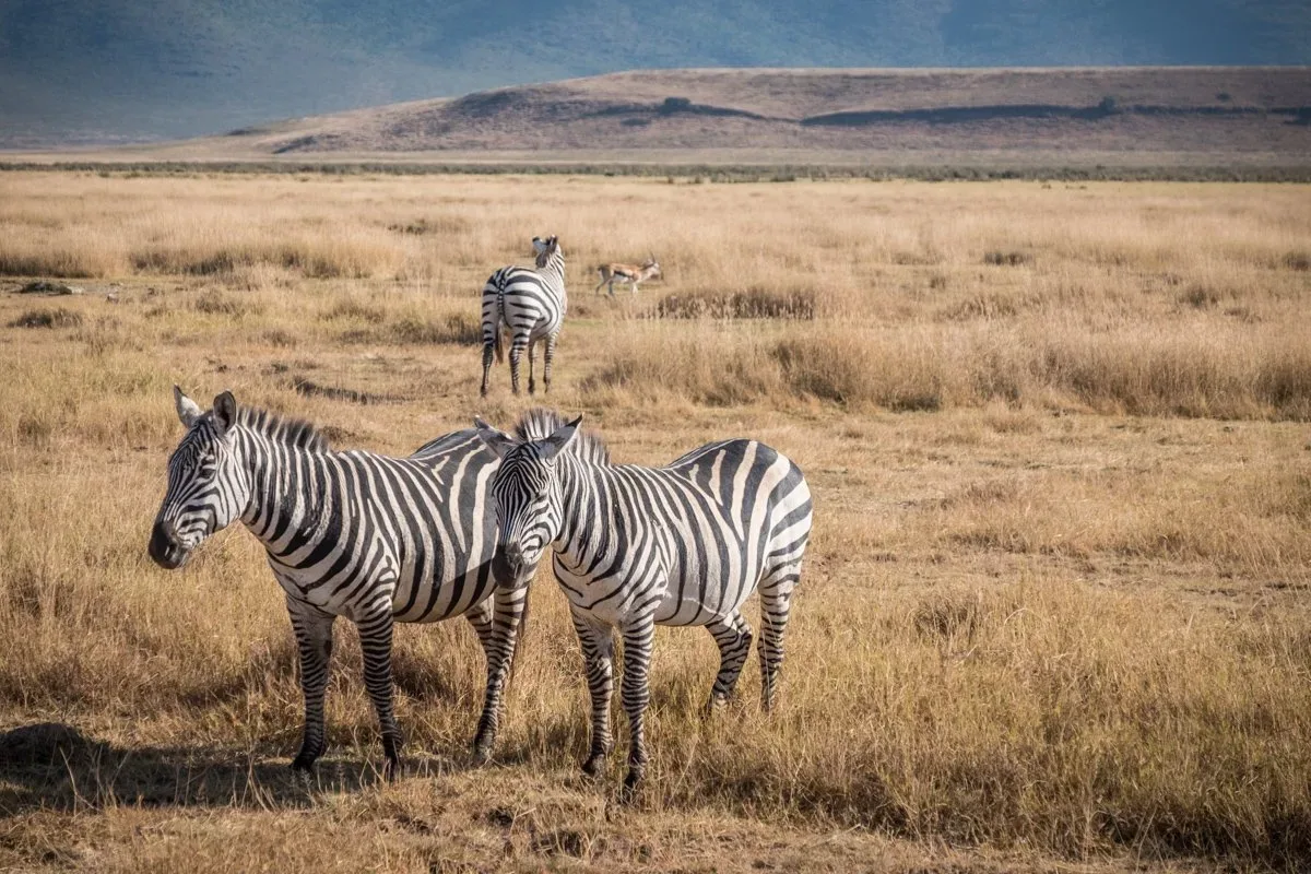 Tanzania-Safari_Ngorongoro