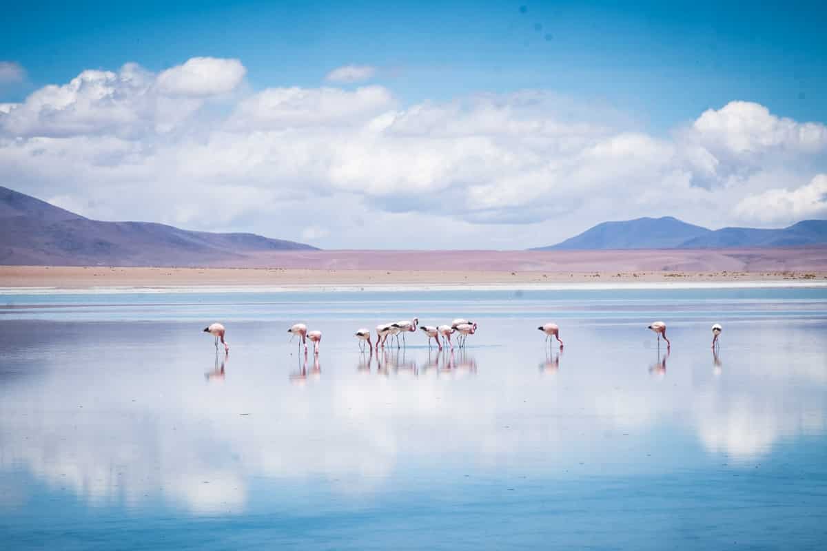Bolivia- laguna con fenicotteri