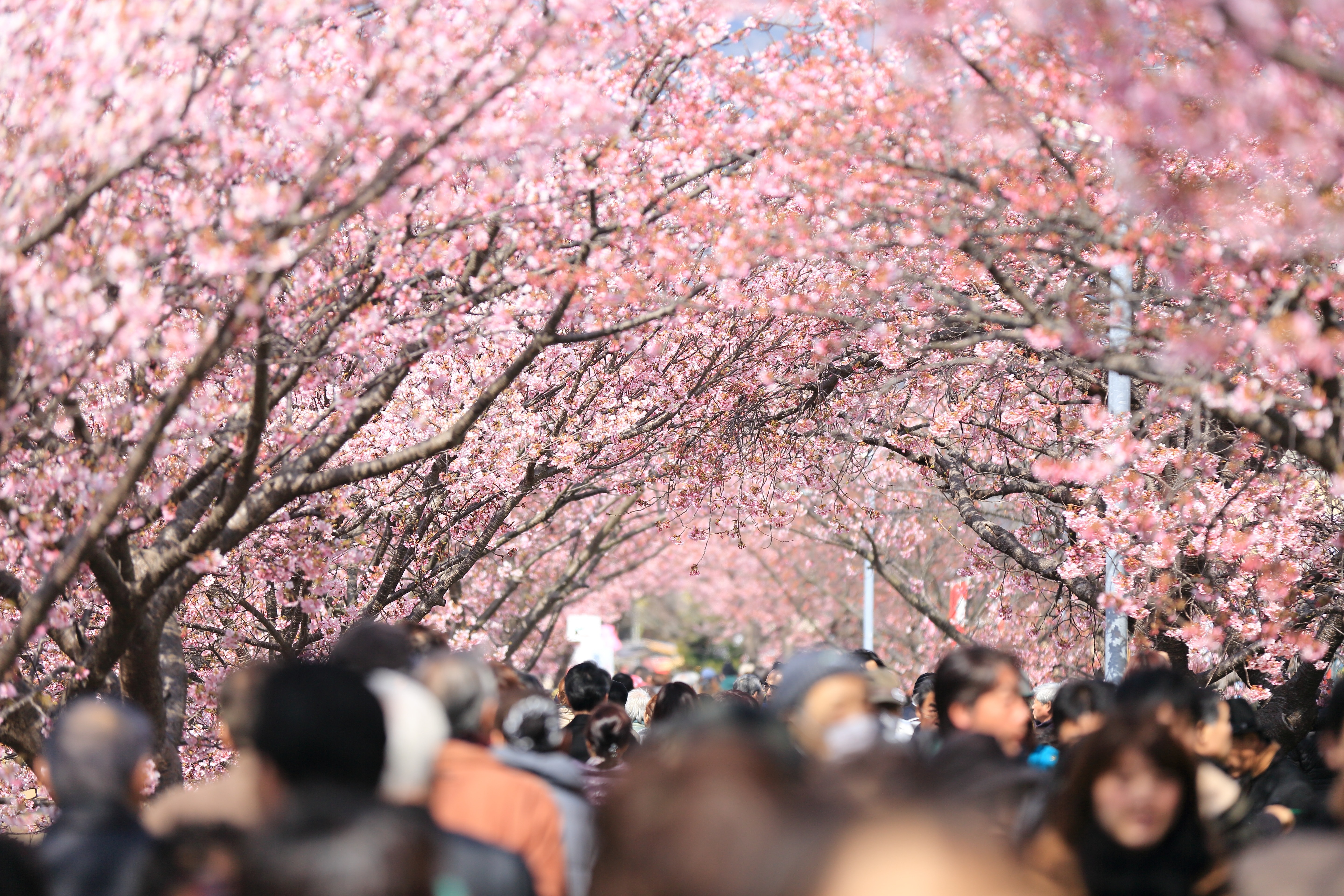 Ciliegi in fiore (Hanami) in Giappone 
