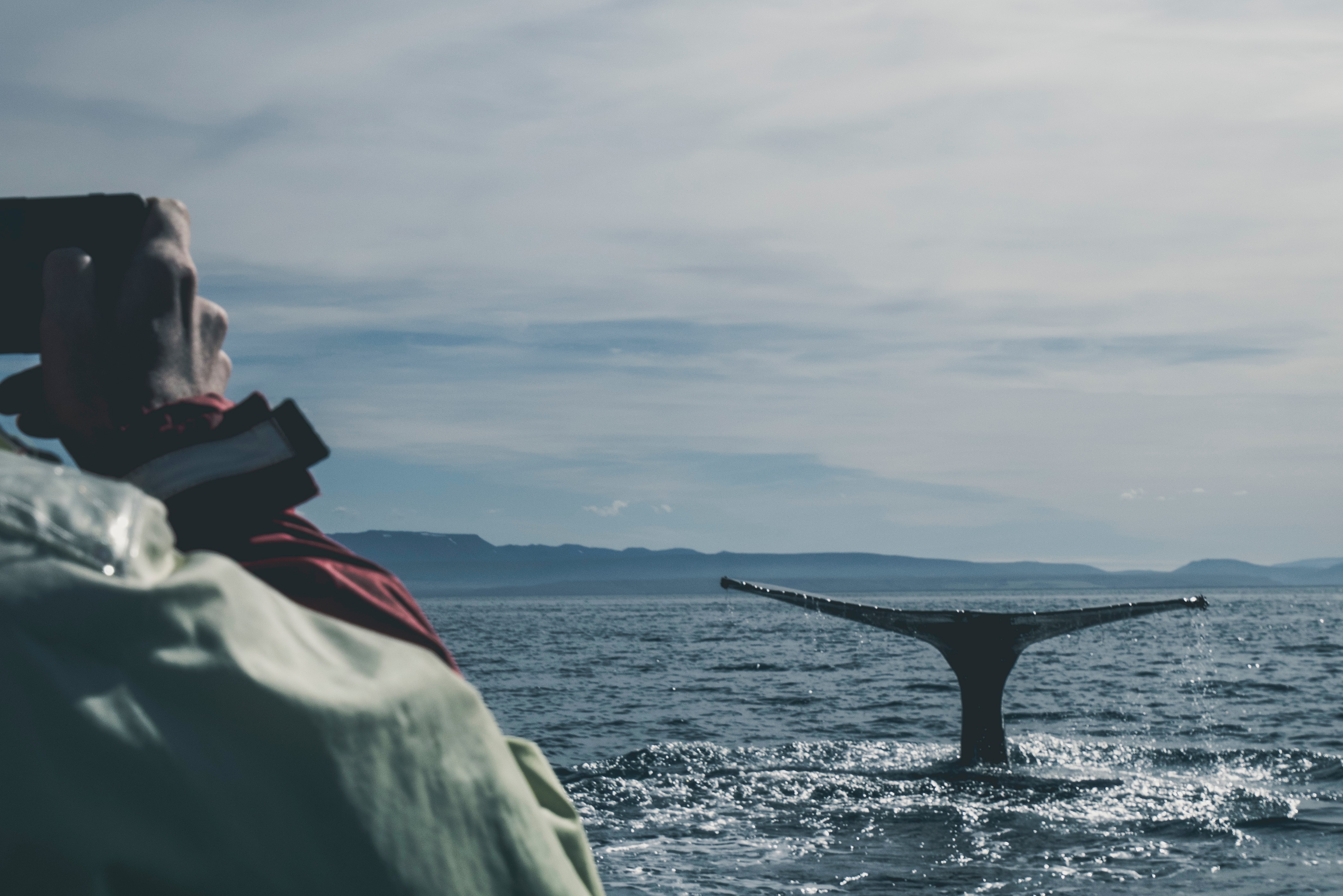 whale watching Husavik