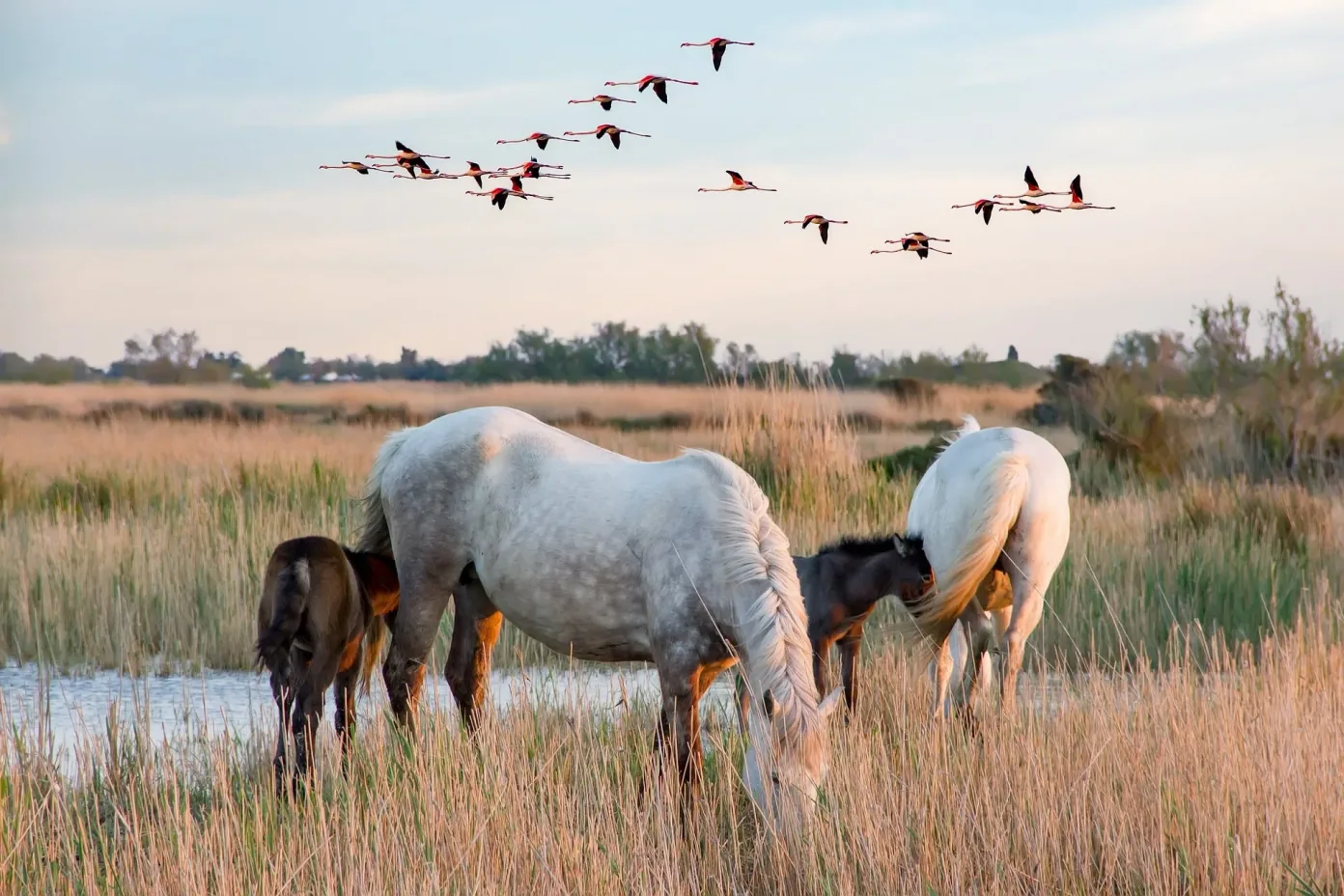 Cavalli in Camargue