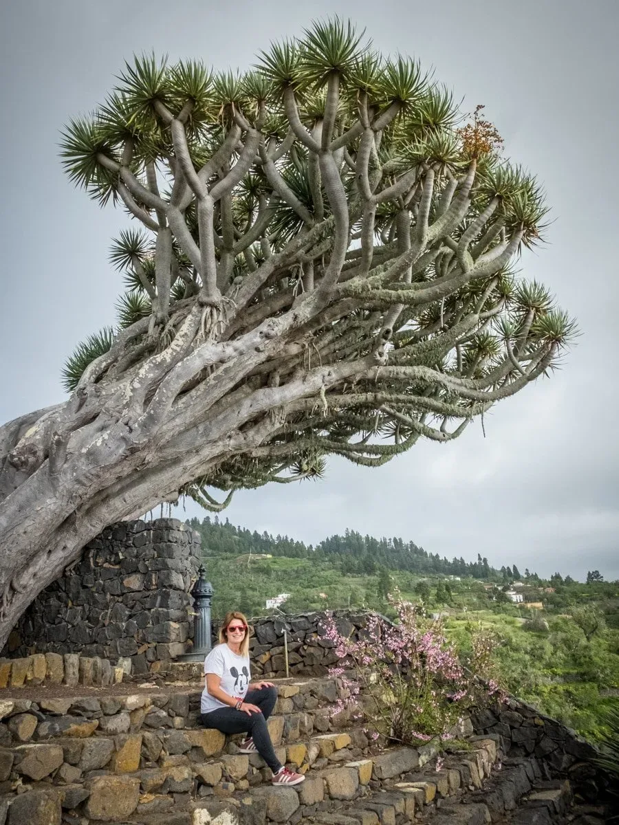 Cosa vedere a La Palma -l'albero del drago