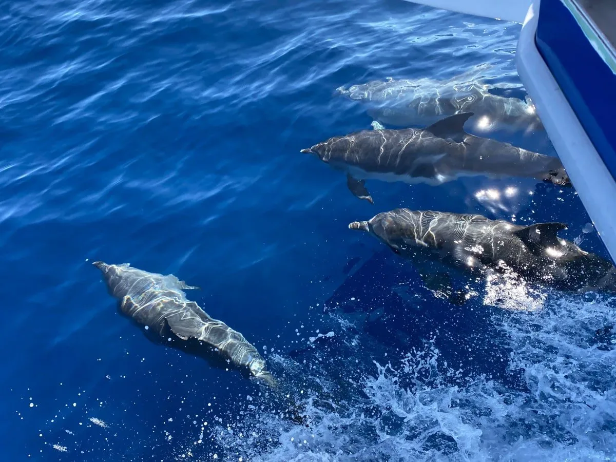 gita in barca per avvistare i delfini a Tenerife