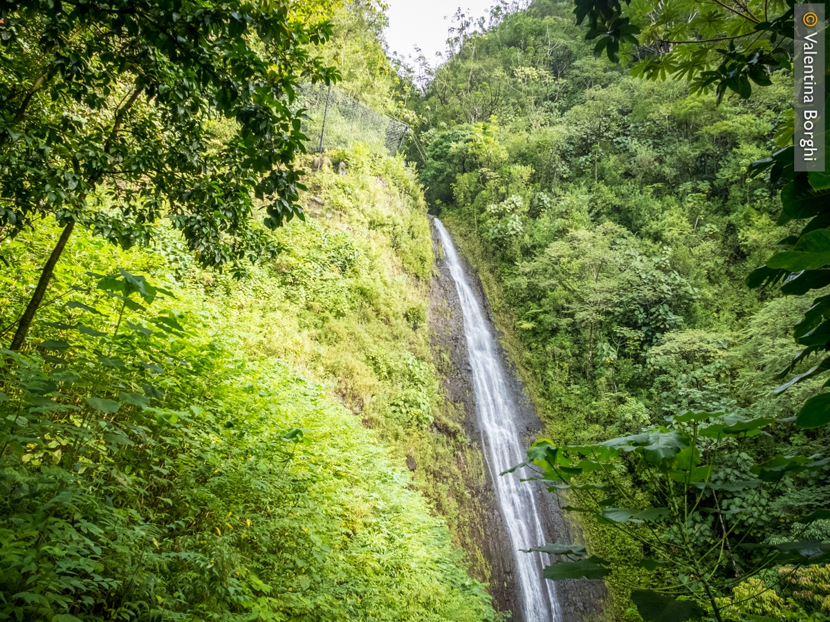 Manoa Falls - Oahu