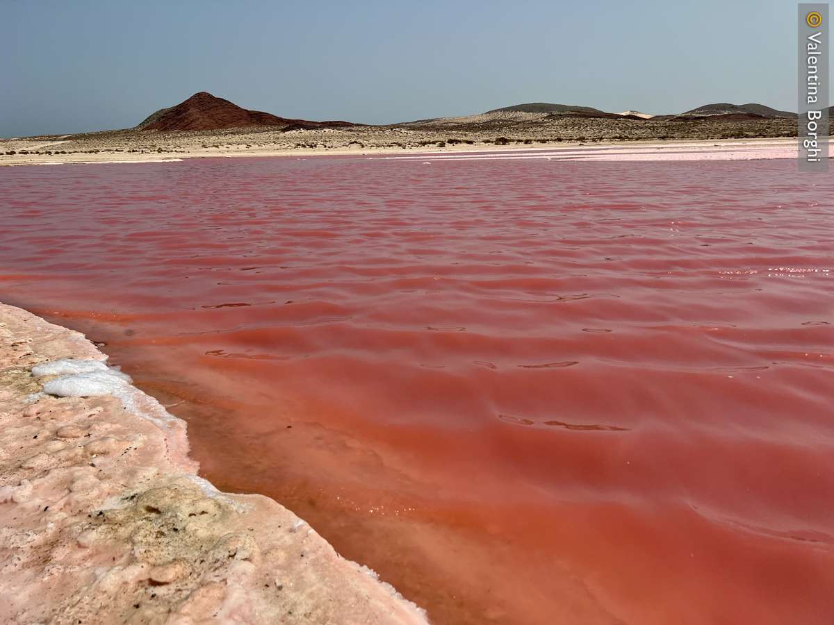 Pink Lake - Oman