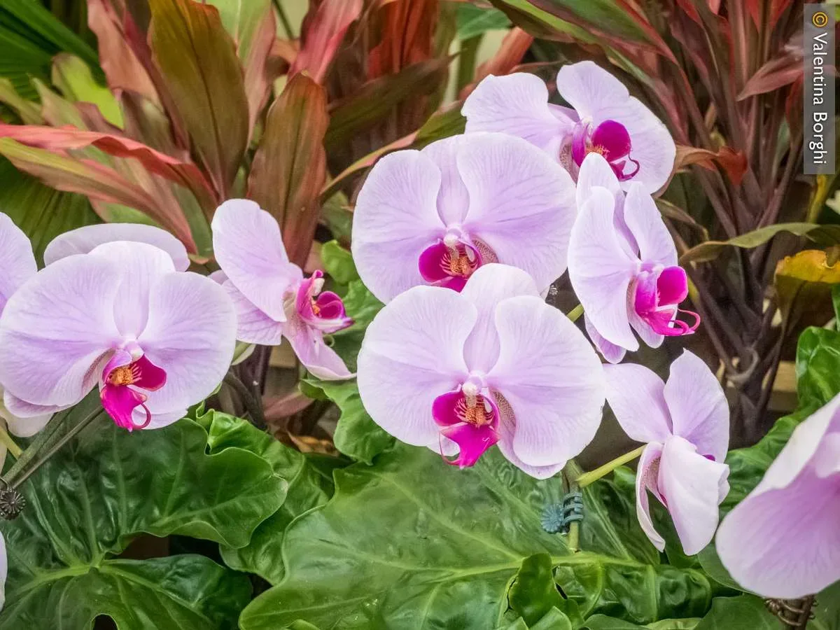 orchidee - Singapore