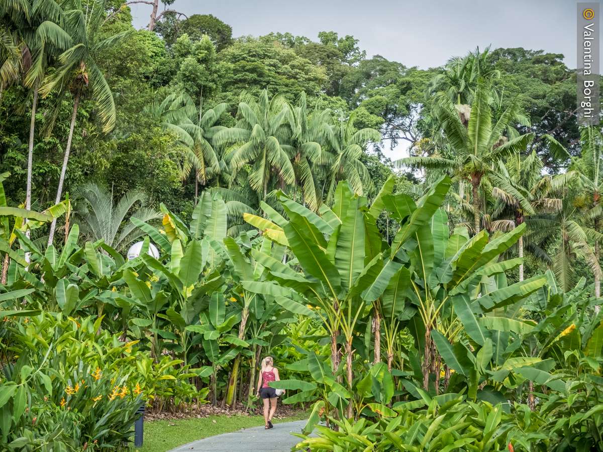 Botanic Garden - Singapore