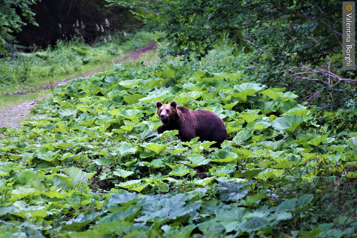 Avvistamento degli orsi in Transilvania