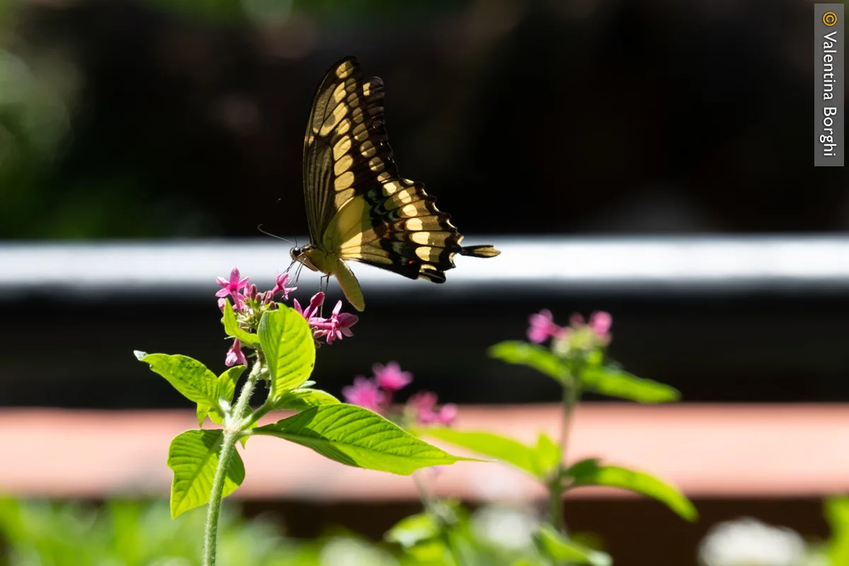 farfalla a Iguazu, Brasile
