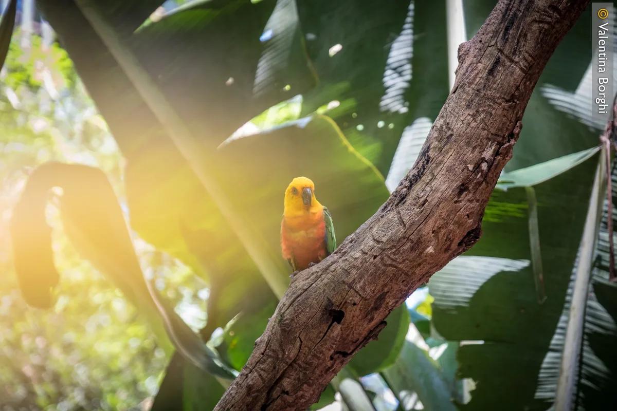 pappagallino nel parco degli Uccelli - Iguazu