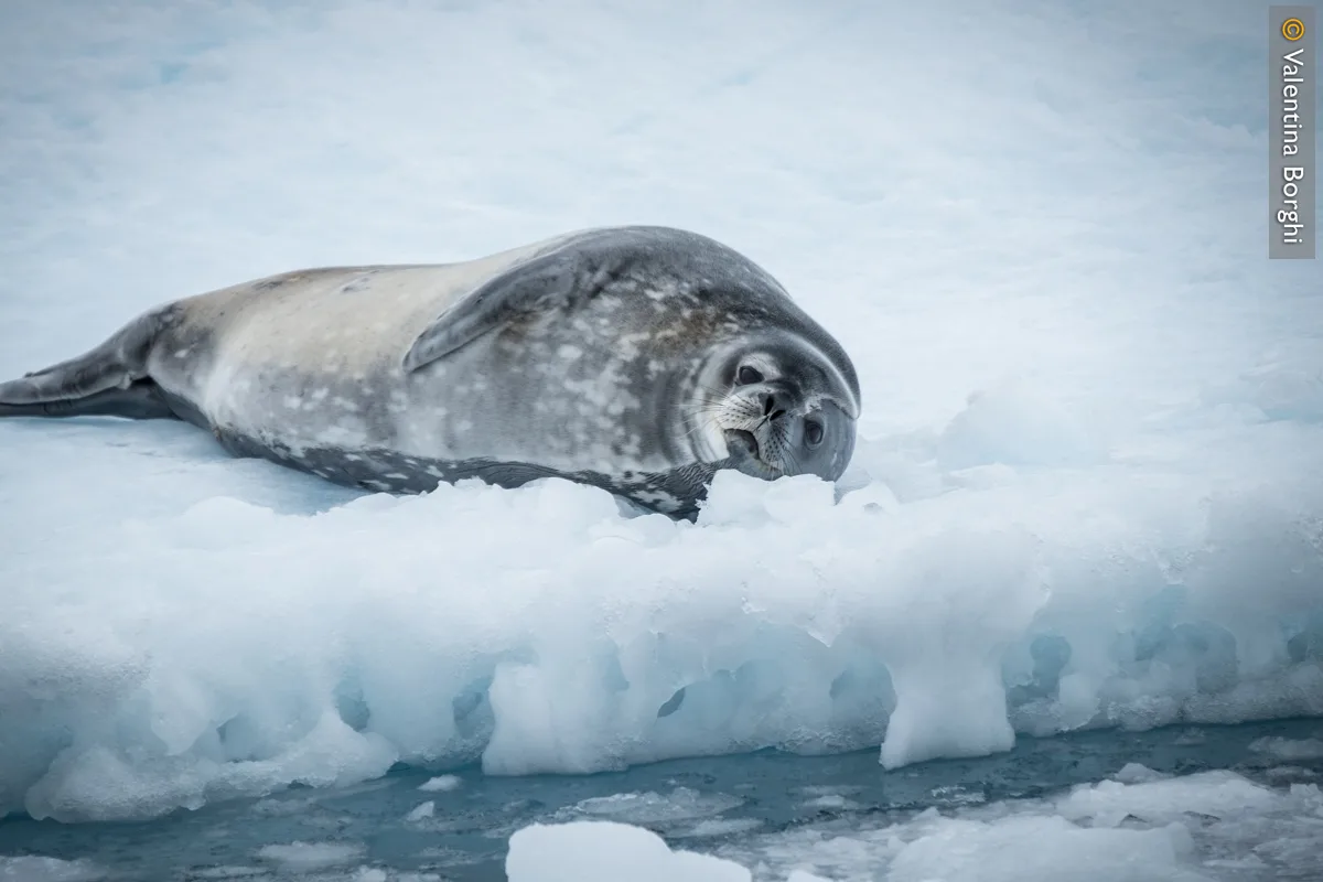 foca in Antartide