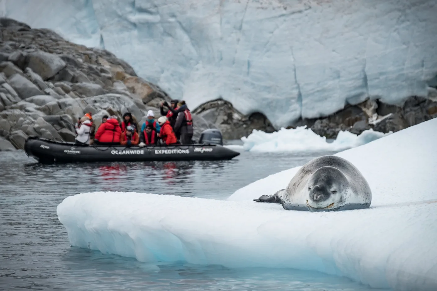 zodiac cruise per vedere gli animali in Antartide