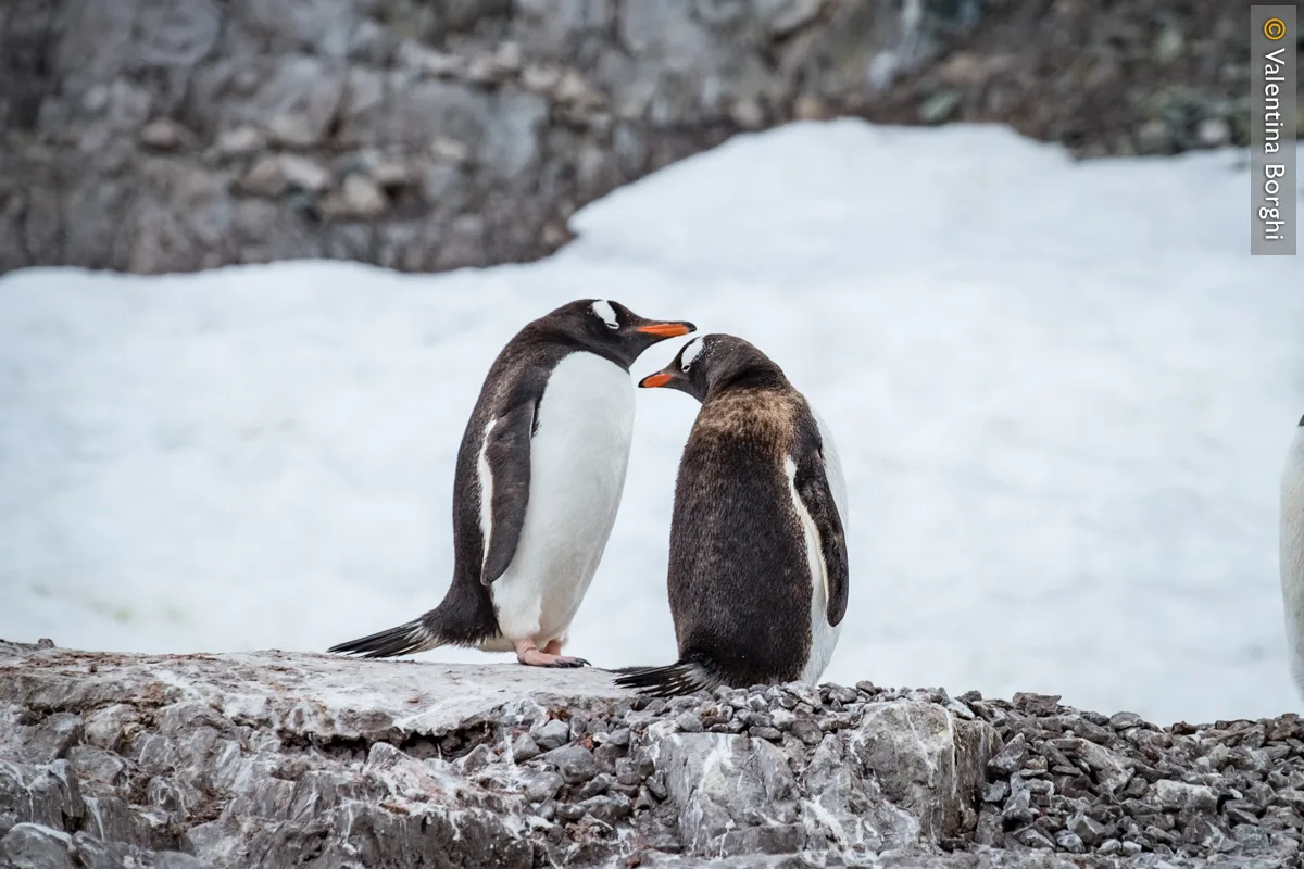 pinguini gentoo in Antartide
