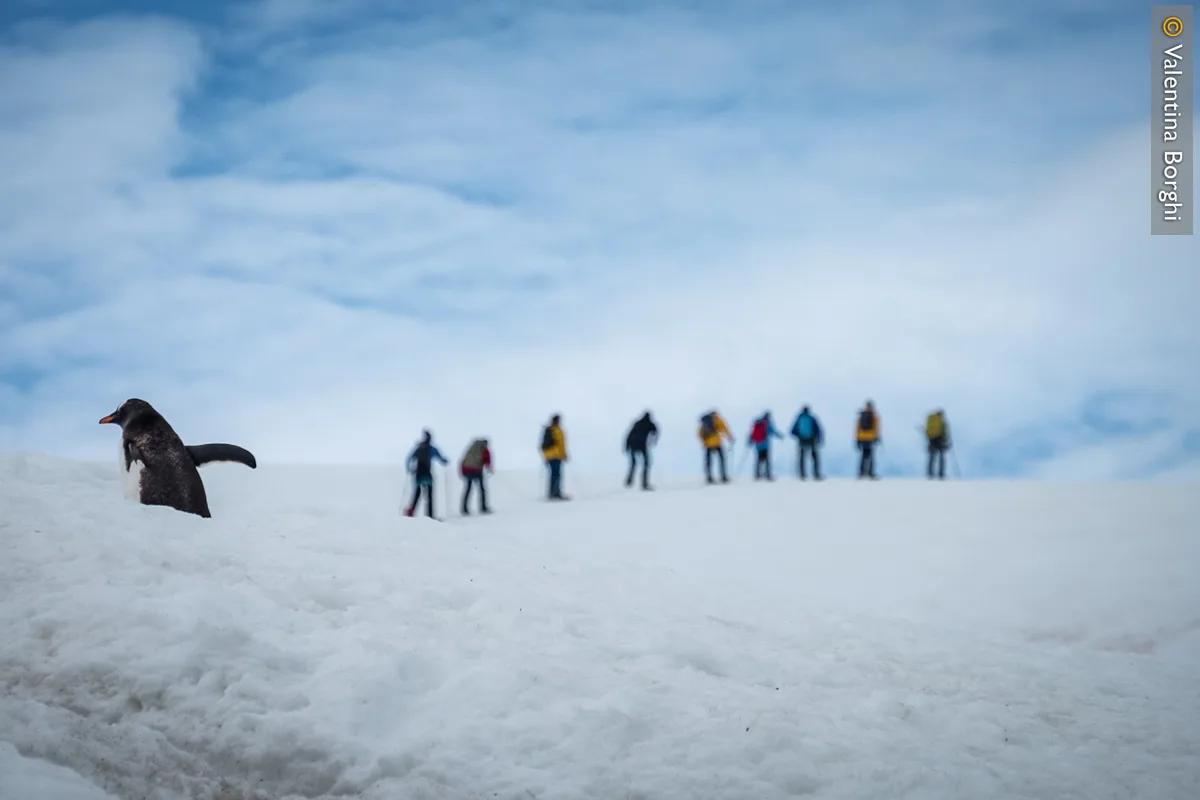 pinguino e persone sullo sfondo 