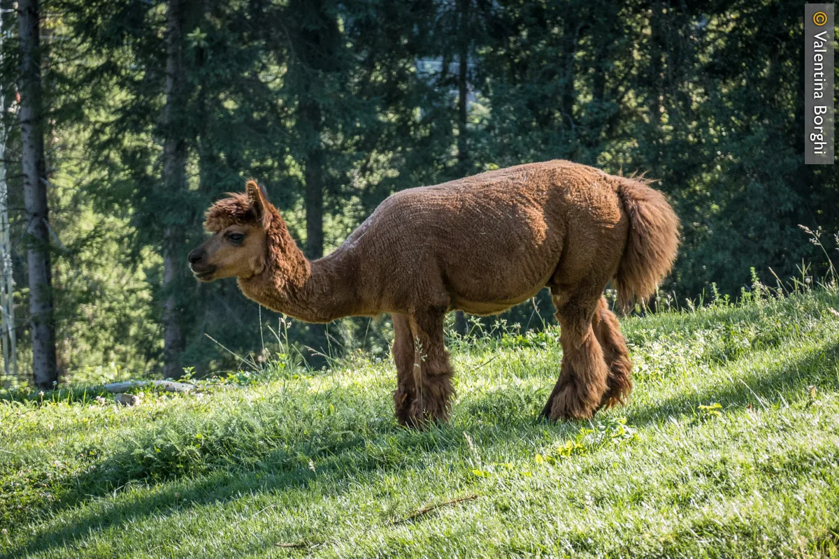 uno dei 2 alpaca ospitati nel Ranch Grande Nord (Val Comelico)
