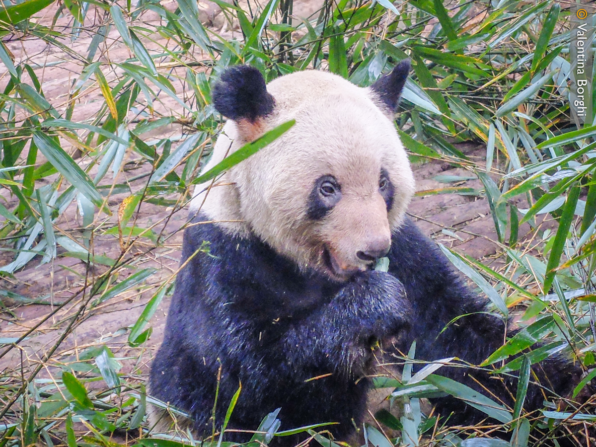 panda a Chengdu