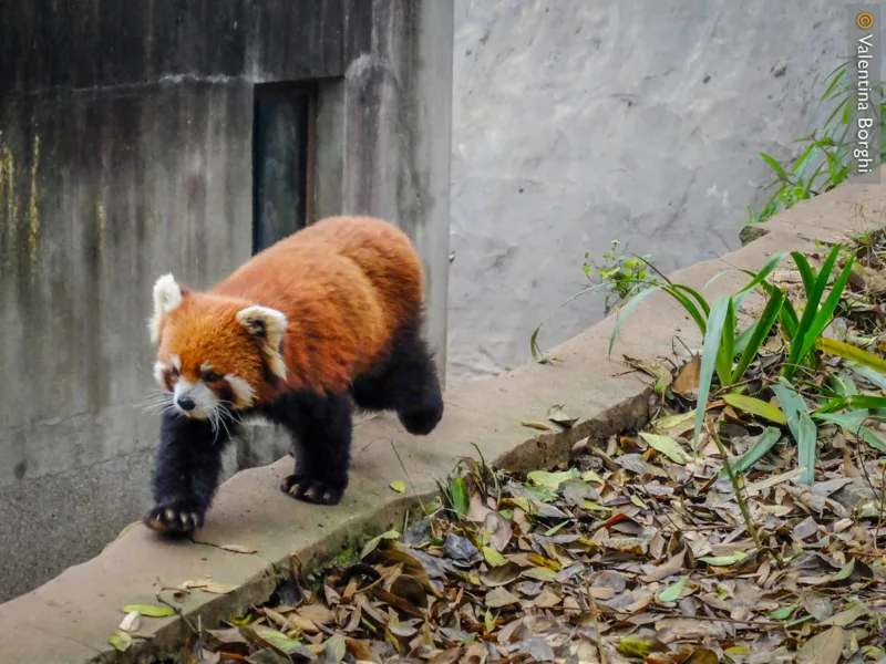 panda rosso nel Centro di Ricerca sul panda gigante a Chengdu, Cina