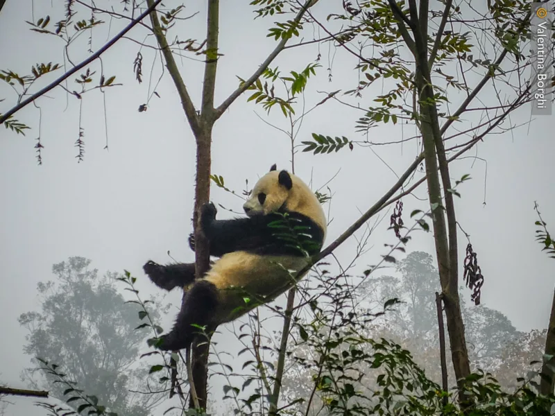 panda nel Centro di Ricerca sul panda gigante a Chengdu, Cina