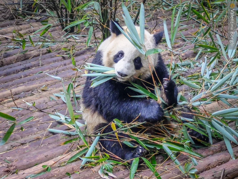 Centro di Ricerca sul panda gigante a Chengdu, Cina