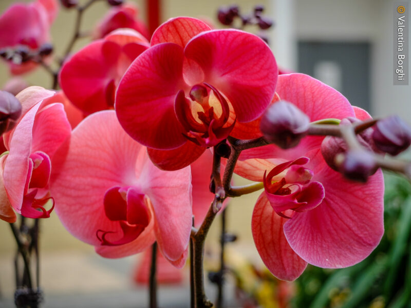 orchidea al mercato di Hong Kong