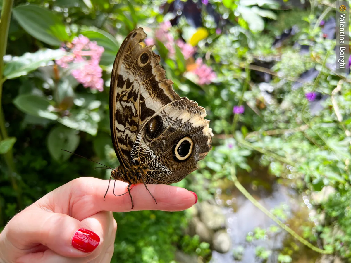 farfalla al Mariposario di Mindo
