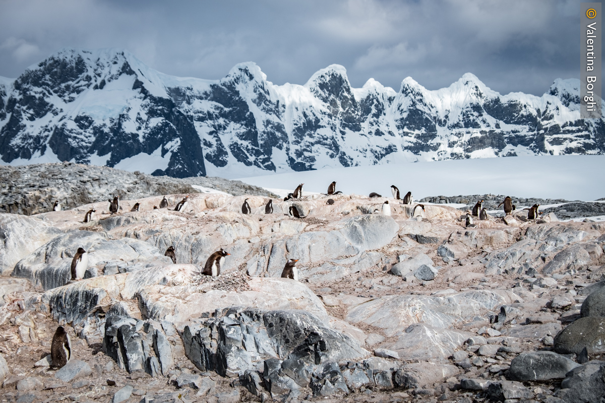pinguini in Antartide