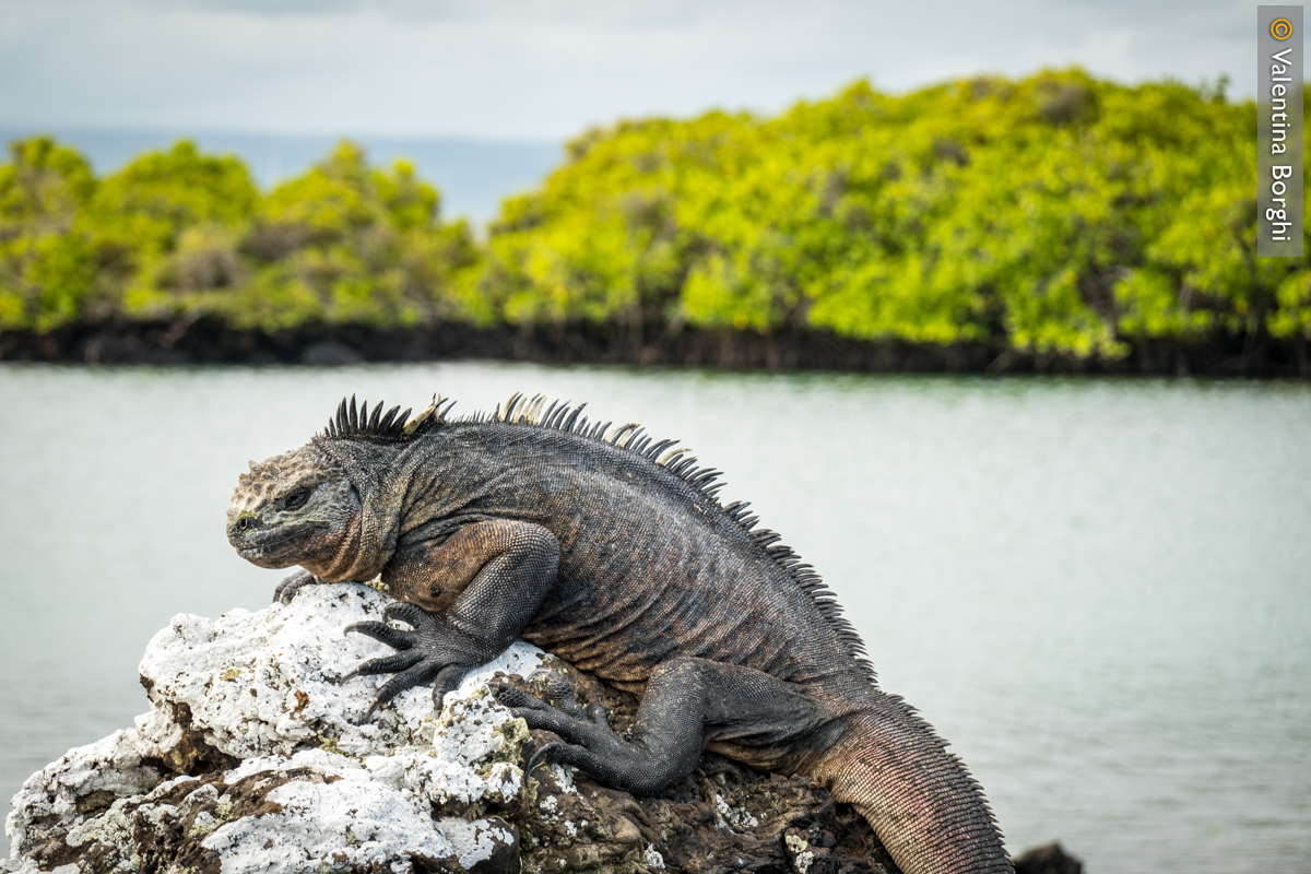 iguana alle Galapagos, Ecuador