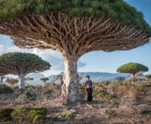 bambino sotto ad un albero di drago a Socotra, Yemen