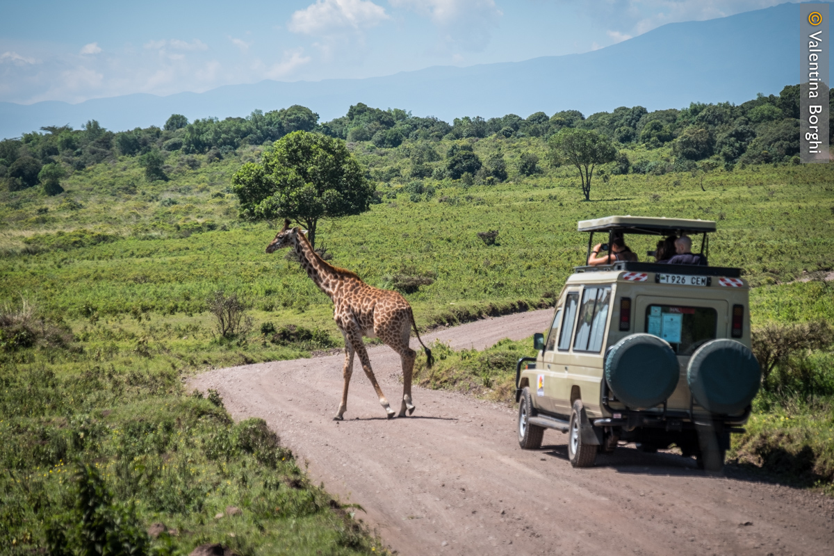 giraffa in un parco in Tanzania