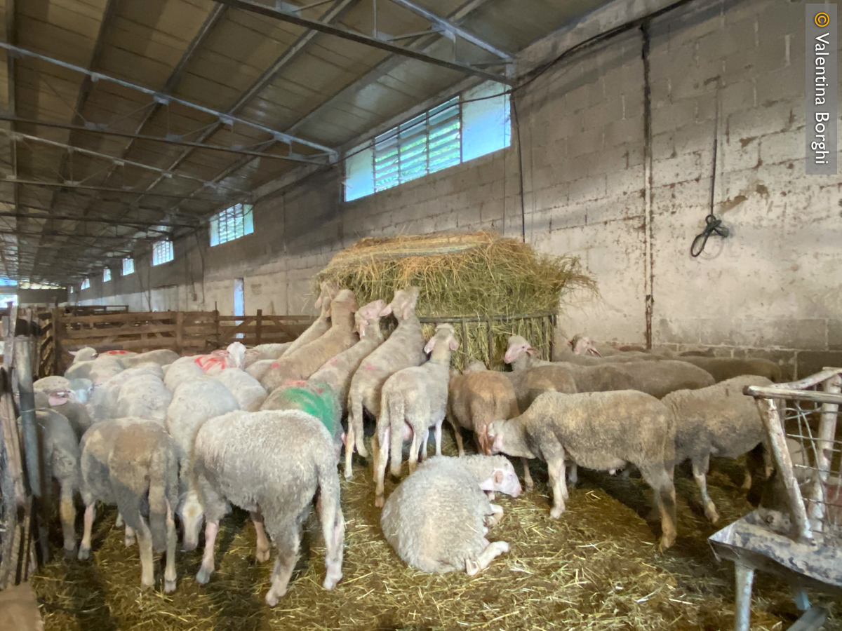 Pecore nel Bioagriturismo La Porta dei Parchi, Abruzzo
