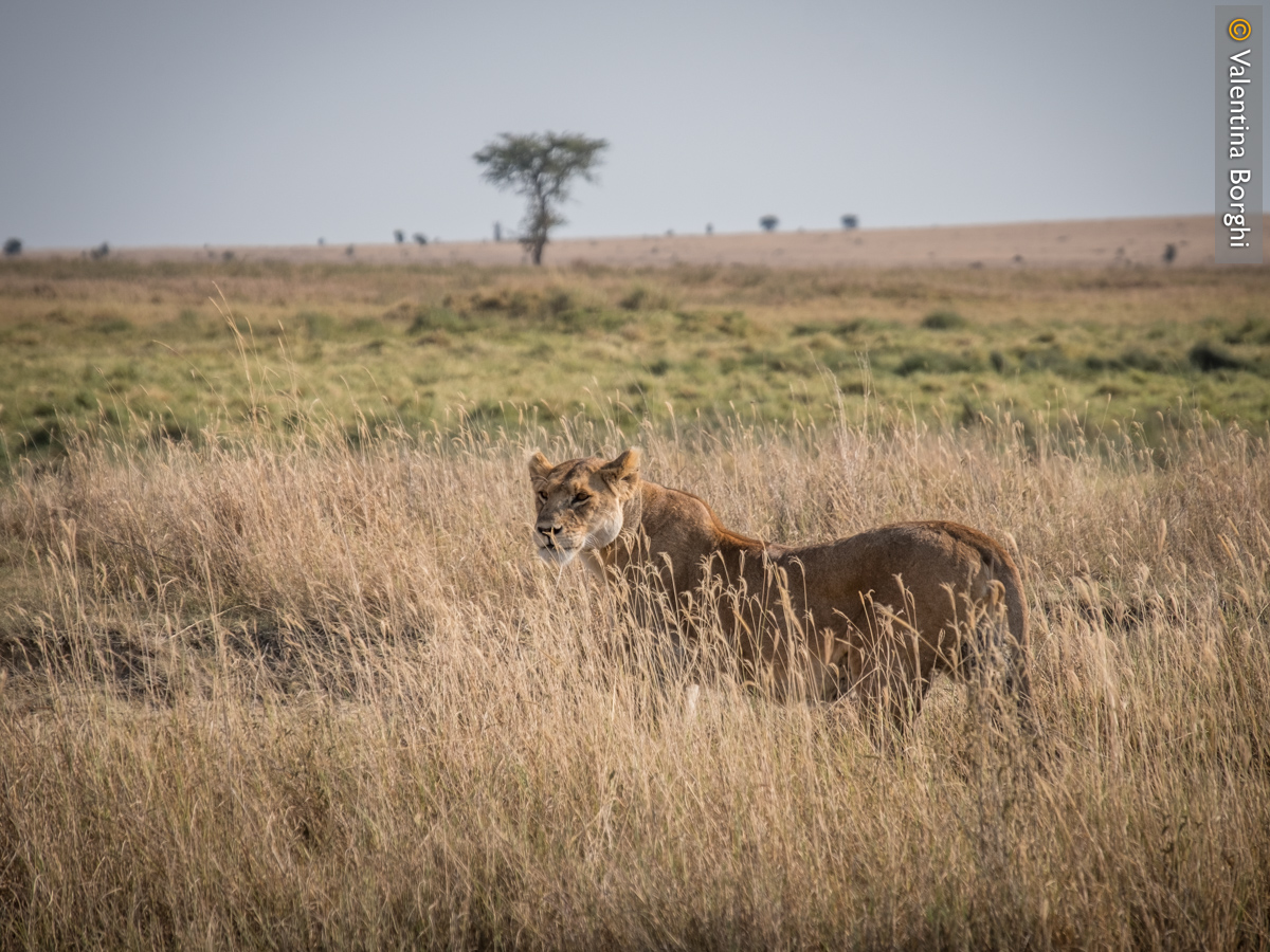 Leonessa durante un safari in Tanzania