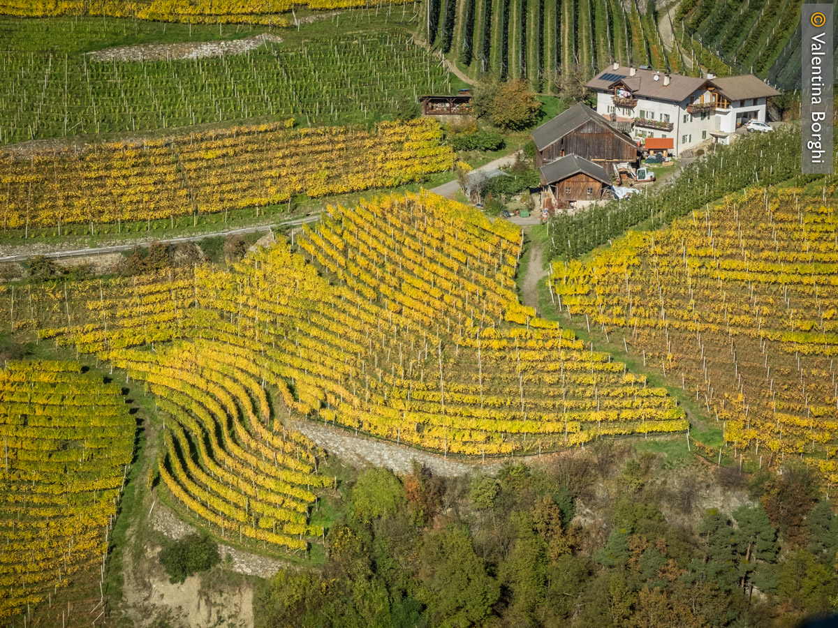 vitigni vicino Lazfons,  Valle Isarco, Alto Adige