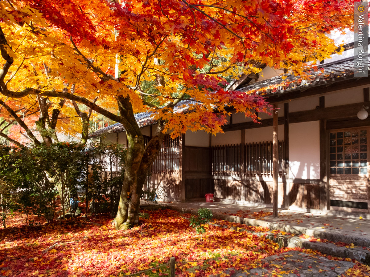 Foliage in Giappone 