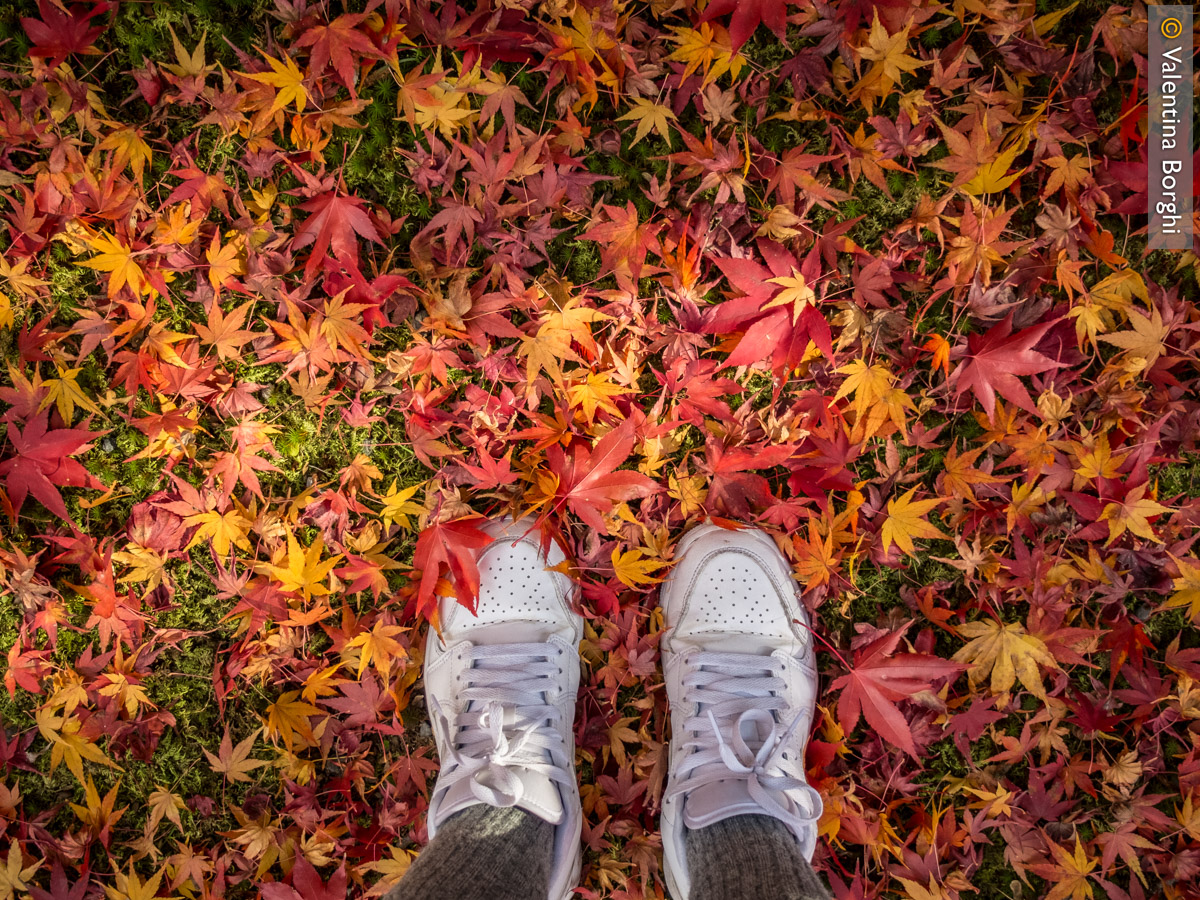 Foglie di acero giapponese e di Ginkgo Biloba, Giappone