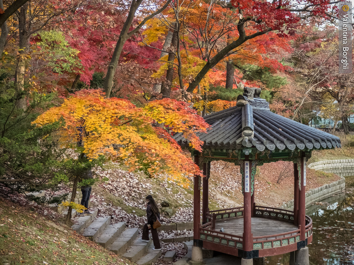 Giardino segreto del Changdeokgung Palace, Seoul