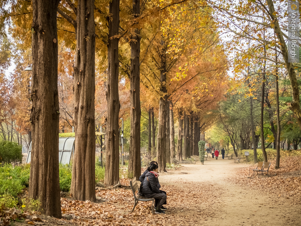 Seoul Forest