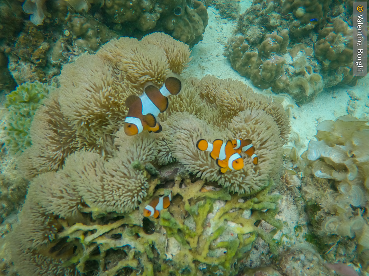 piccoli Nemo
