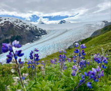 Exit Glacier, Seward, Alaska