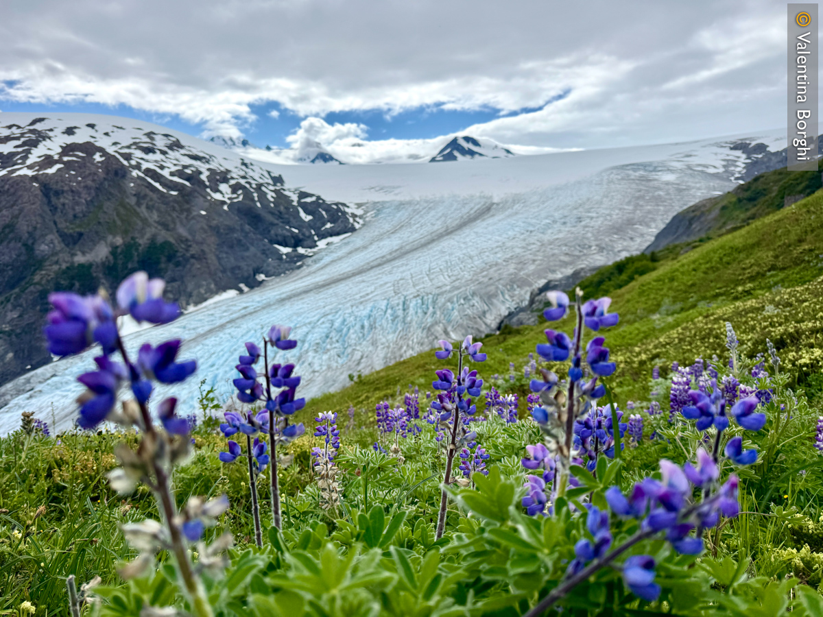 Exit Glacier, Seward, Alaska